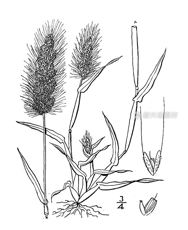 古植物学植物插图:Polypogon Monspeliensis, Beard-grass